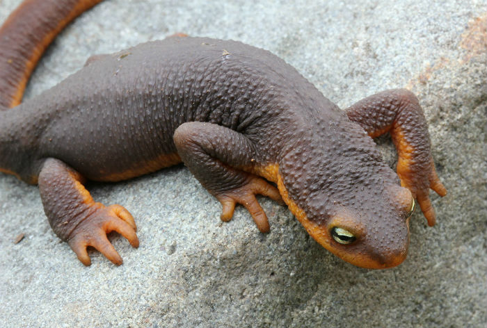 California Newt